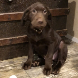 Labrador Retriever Puppy Colonel