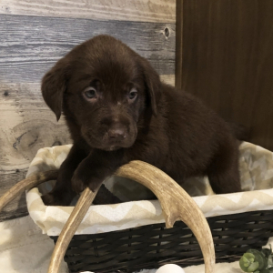 Labrador Retriever Puppy Cassie