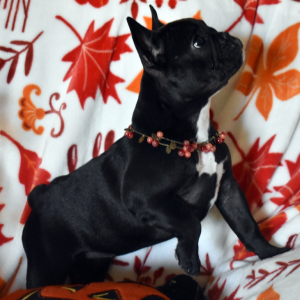 French Bulldog Puppy Sif
