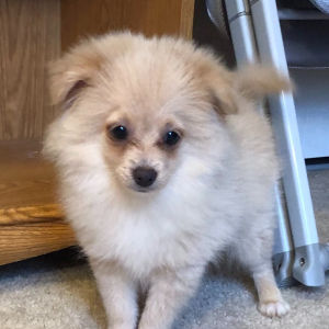 Pomeranian Puppy Rey