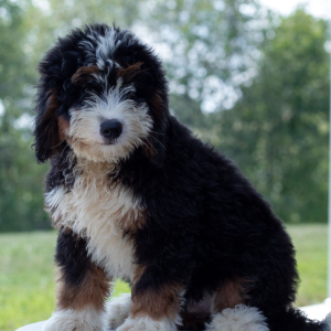 Bernedoodle Puppy Marley