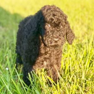 Poodle Puppy Elias