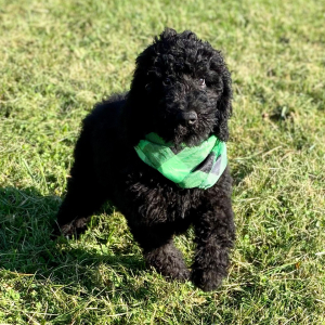 Poodle Puppy Elias
