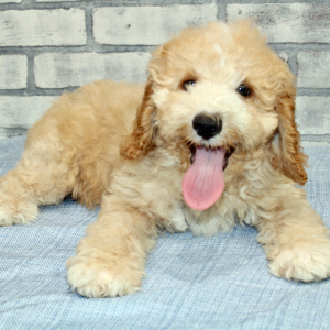 Cockapoo Puppy Blaze