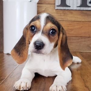 Beagle Puppy Trudy