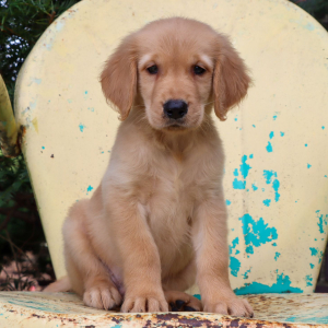 Golden Retriever Puppy Newton