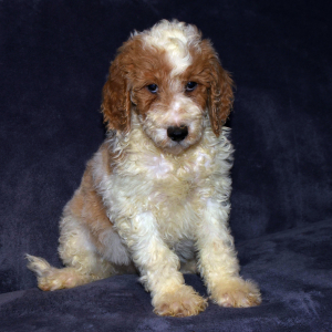 Goldendoodle Puppy Gypsy