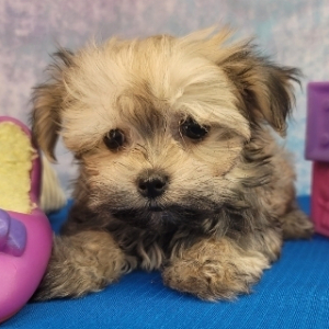 Havanese Puppy Timber