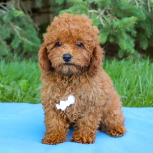 Poodle Puppy Grayson