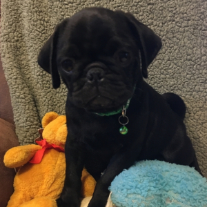Pug Puppy Pepper