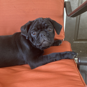 Pug Puppy Pepper