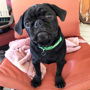 Pug Puppy Pepper