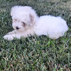 Maltese Puppy Layla