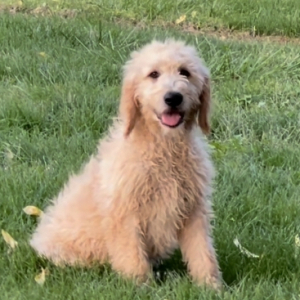 Goldendoodle Puppy Kollin