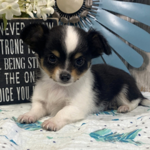 Chihuahua Puppy Colin