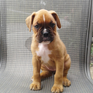 Boxer Puppy Vanessa
