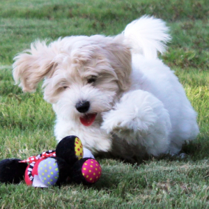 Maltipoo Puppy Khloe