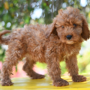 Cavapoo Puppy Angela