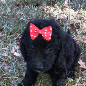Labradoodle Puppy Bella