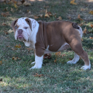 Bulldog Puppy Bobby
