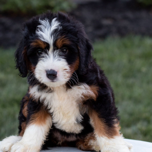 Bernedoodle Puppy Missy