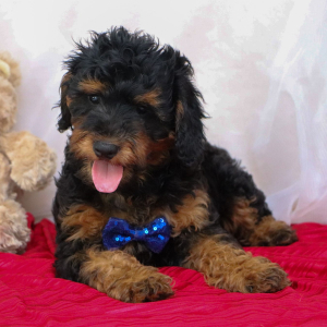 Bernedoodle Puppy Chase