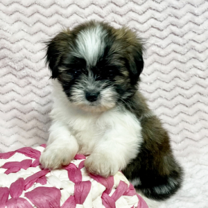 Mal-Shi Puppy Nala