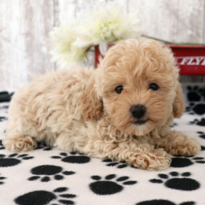 Havapoo Puppy Bowen