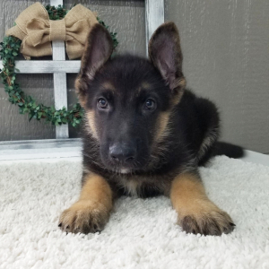 German Shepherd Dog Puppy Cash