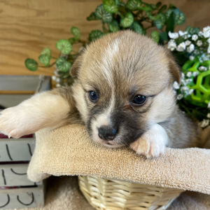 Pembroke Welsh Corgi Puppy Susan
