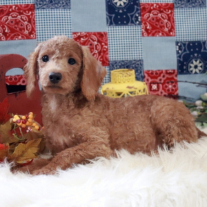 Labradoodle Puppy Faith