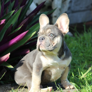 French Bulldog Puppy Jack