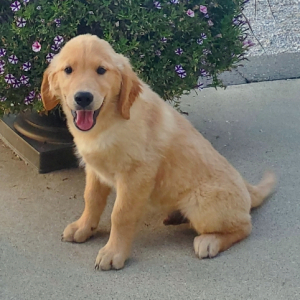 Golden Retriever Puppy Bubba