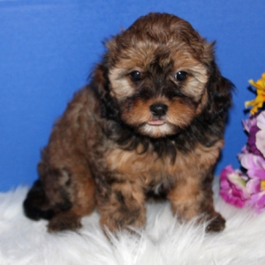 Cavapoo Puppy Annie