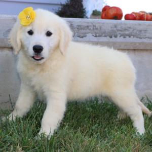 Golden Retriever Puppy Willow