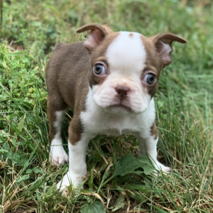 Boston Terrier Puppy Cinnamon