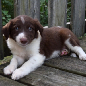 Border Collie Puppy Danica