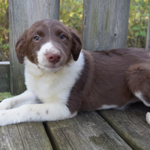 Border Collie Puppy Danica
