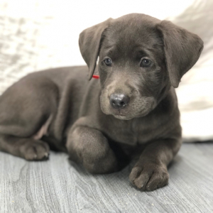Labrador Retriever Puppy Vera