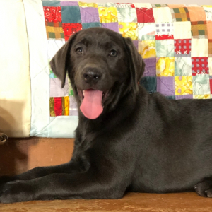 Labrador Retriever Puppy Vera