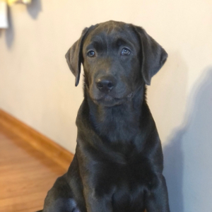 Labrador Retriever Puppy Vera