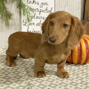 Dachshund Puppy Luhke