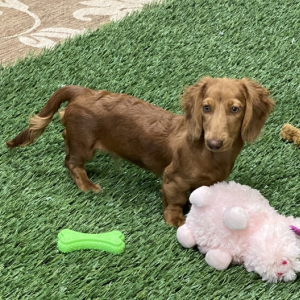 Dachshund Puppy Luhke