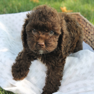 Cockapoo Puppy Baxter