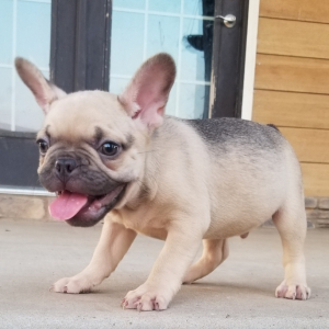 French Bulldog Puppy Marlon