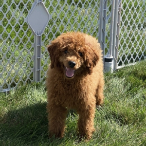 Poodle Puppy Romeo
