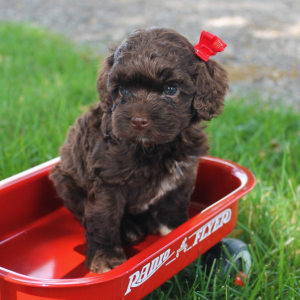 Cockapoo Puppy Heidi