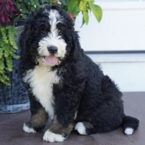 Bernedoodle Puppy Ross