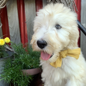Labradoodle Puppy Travis