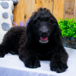 Aussiedoodle Puppy Marley